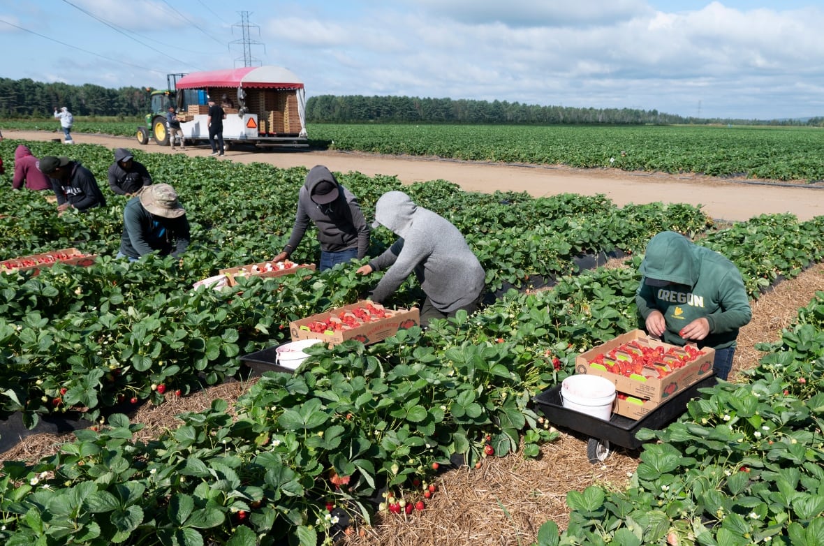 Migrant workers pick strawberries at a farm in Pont Rouge Que., on Aug. 24, 2021. 