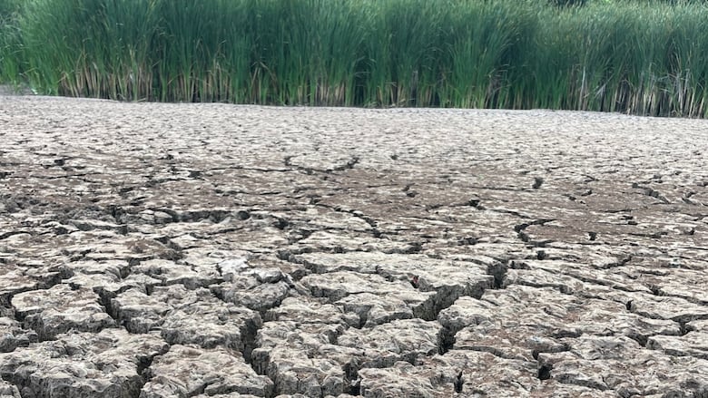 Dry, cracked earth with tall green grass in the background.