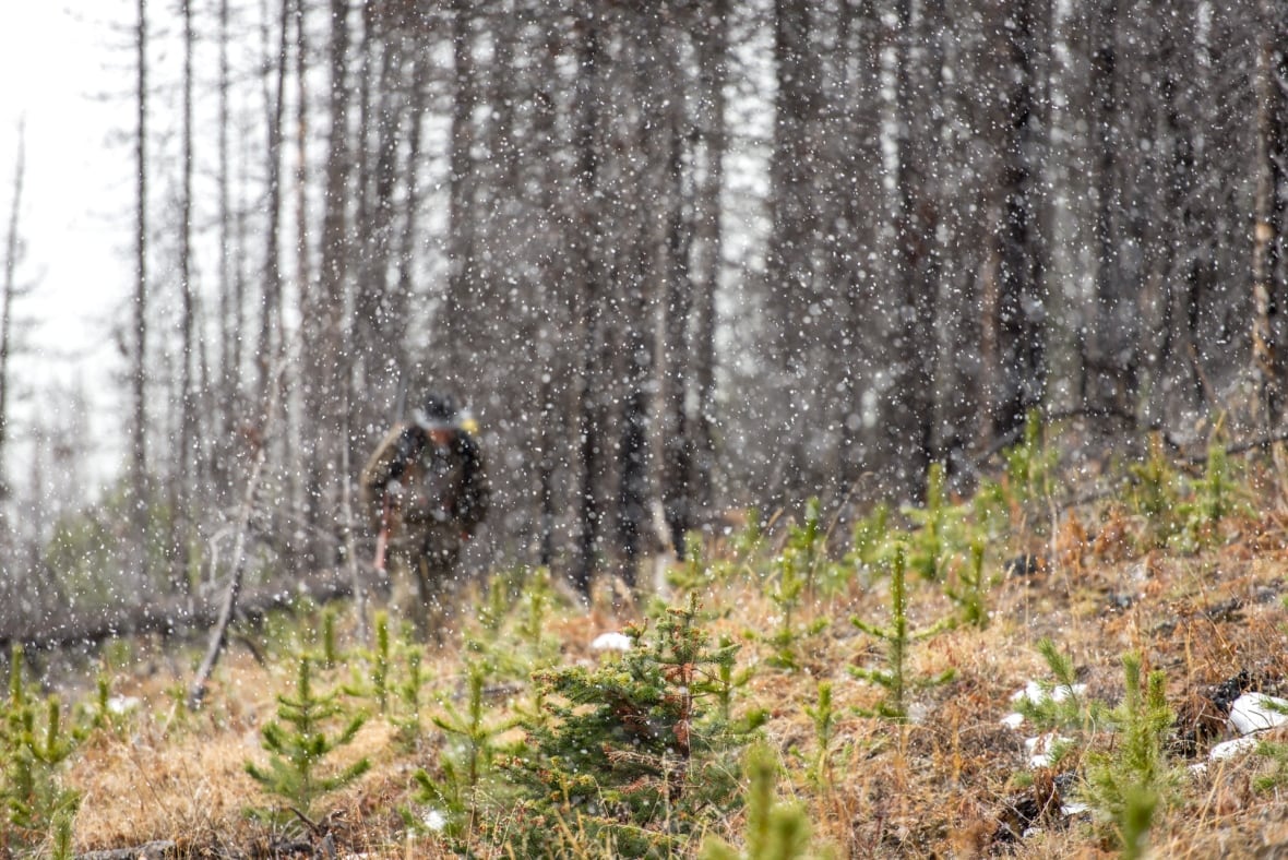 A man wearing camouflage walks through a forest as it snows.