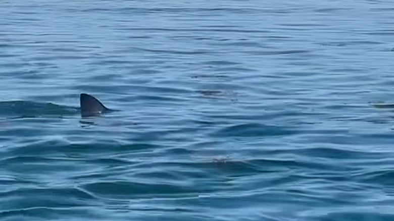 A shark fin sticking out of the water