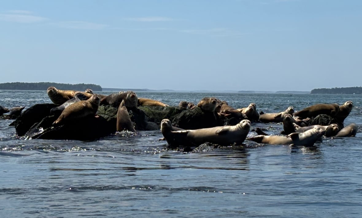 Lots of large seals on a rocky surface in the water