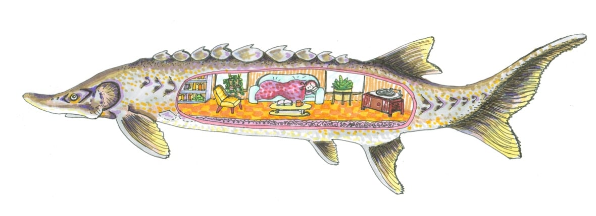 A drawing of a sturgeon fish, seen in profile. Its belly reveals a dollhouse-like scene. It is a living room. A girl rests on a blue couch, covered with a pink patterned blanket.