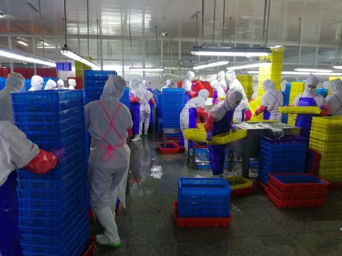 Workers in uniform working in a seafood processing plant.