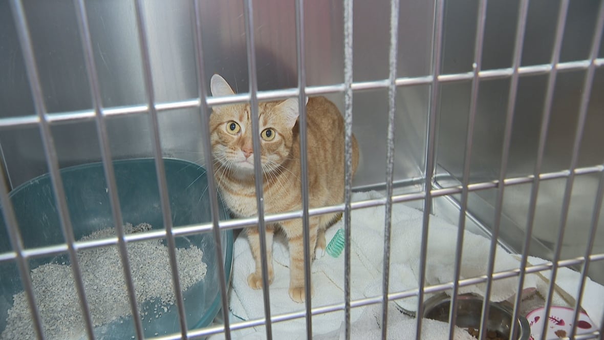Orange cat looking through cage