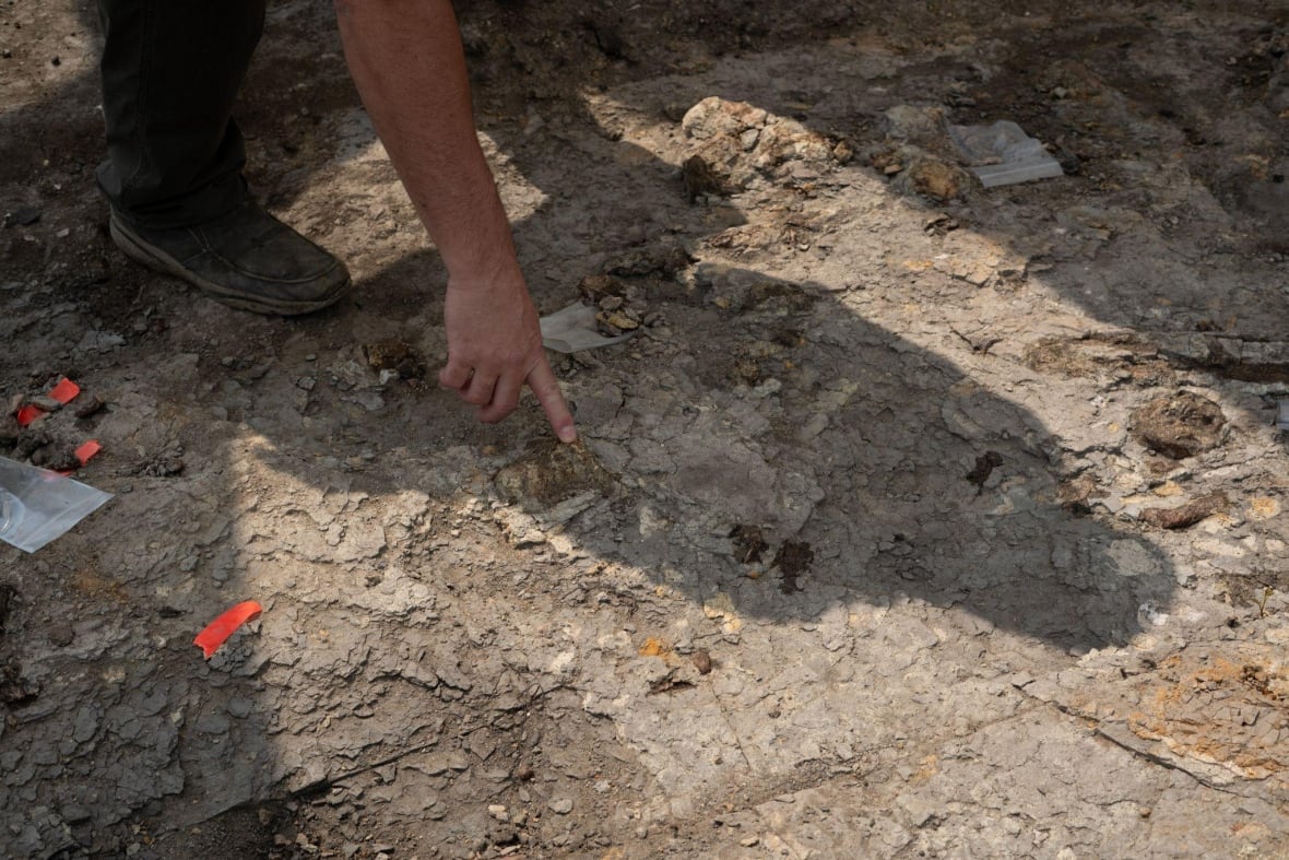 Meet 'Walt,' the 80-million-year-old mosasaur named after the Texas teen who dug it up on the Canadian Prairie 6 A person points at a fossil sticking out of the dirt at a dig site.