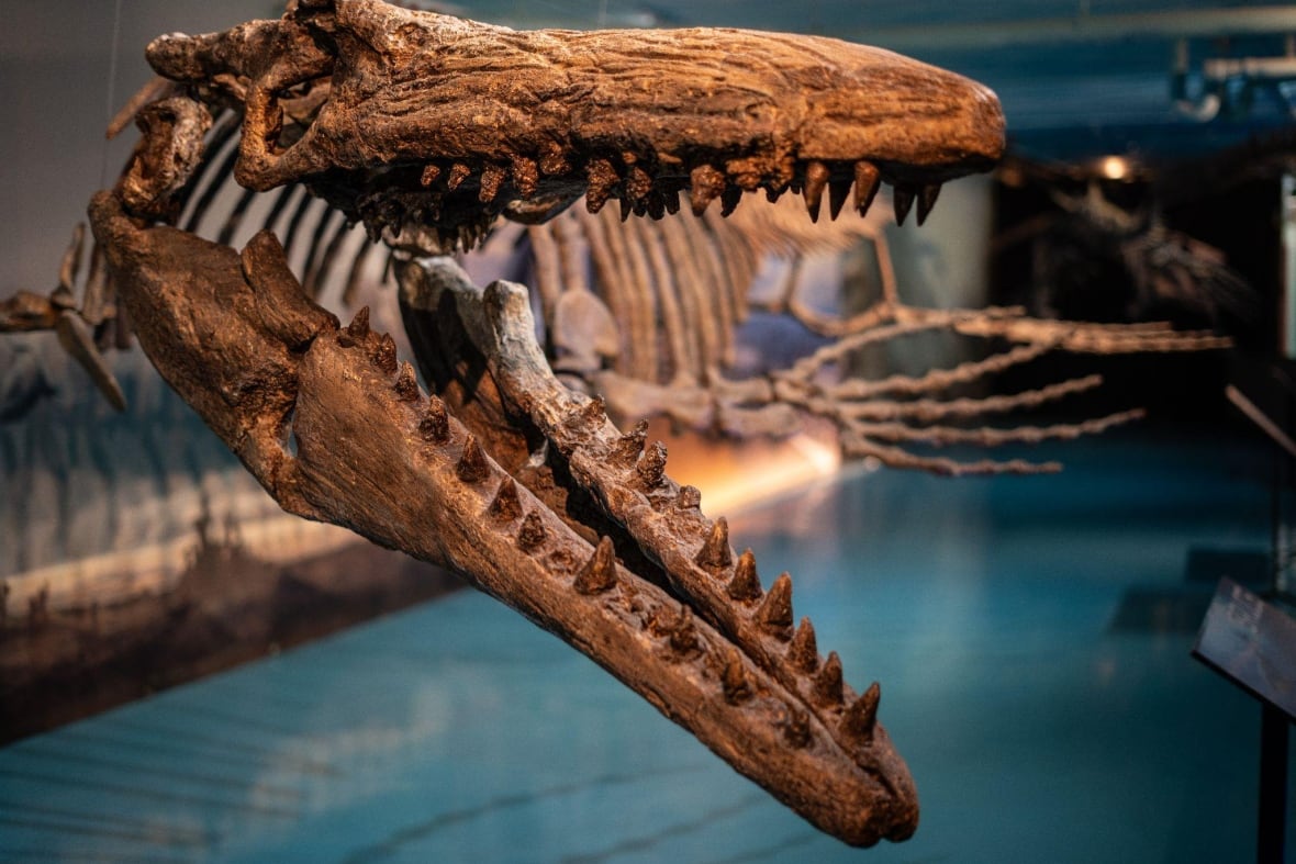 Meet 'Walt,' the 80-million-year-old mosasaur named after the Texas teen who dug it up on the Canadian Prairie 9 A replica skeleton of a large reptilian predator from 80 million years ago hangs in a museum.