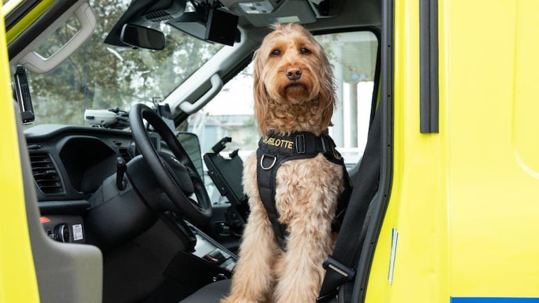 A dog sits in an ambulance, in the driver's seat
