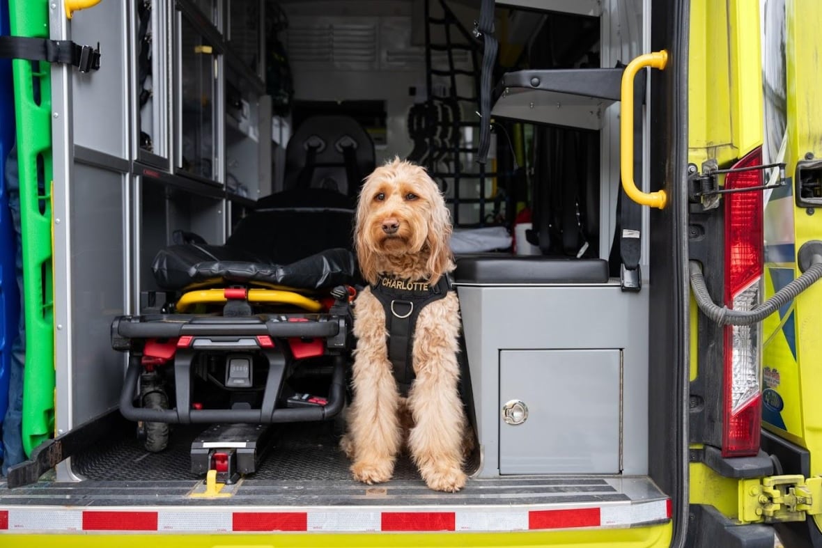 A dog sits in the back of an ambulance