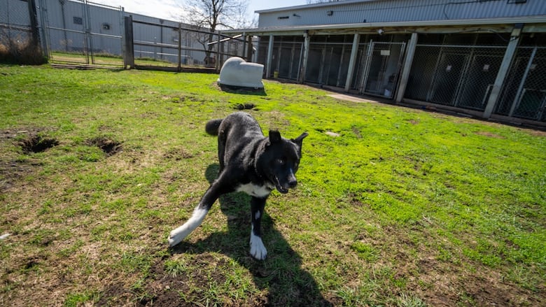 A black and white dog is seen running on green grass.