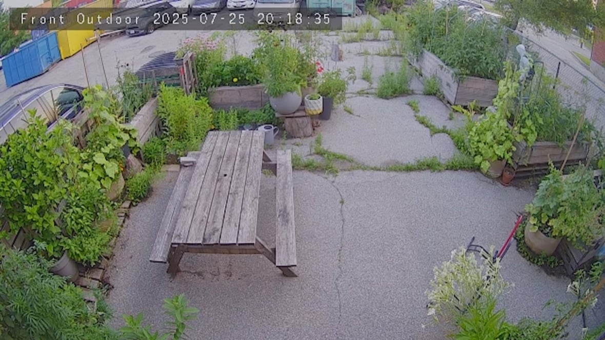 Security footage showing a garden in the back of a shop, where the thief is seen going through the fence