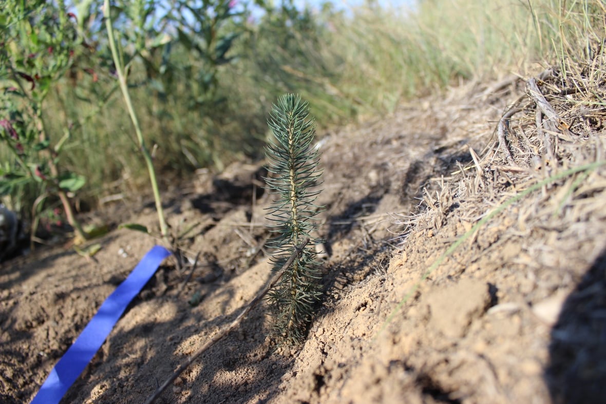 A tree seedling with needles.