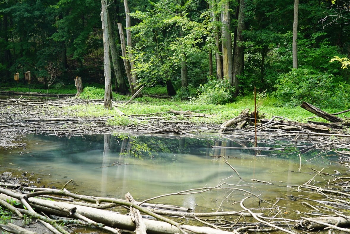 Hydrogen sulfide pollutes the water behind John Spanjers's home, emitting a strong smell.