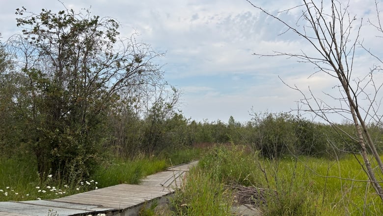 A wooden boardwalk over the marshland at Willow Flats on a cloudy day.
