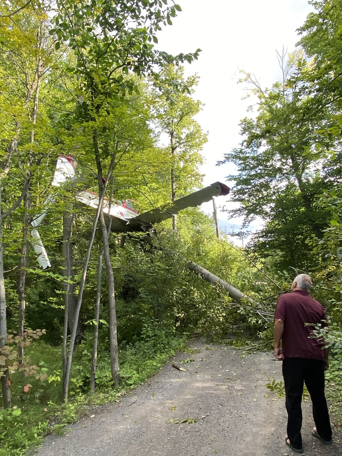 A man looks up at a damaged plane that's crashed into a grove of trees.