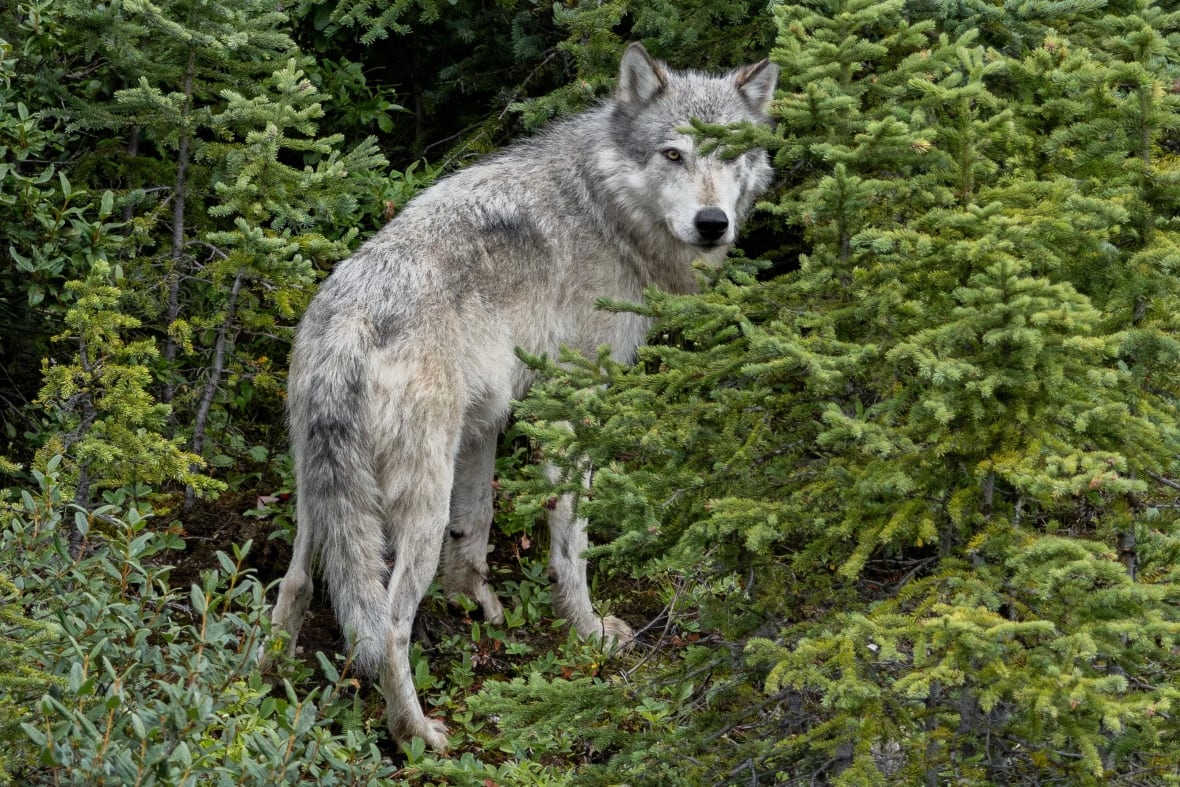 Wolf.