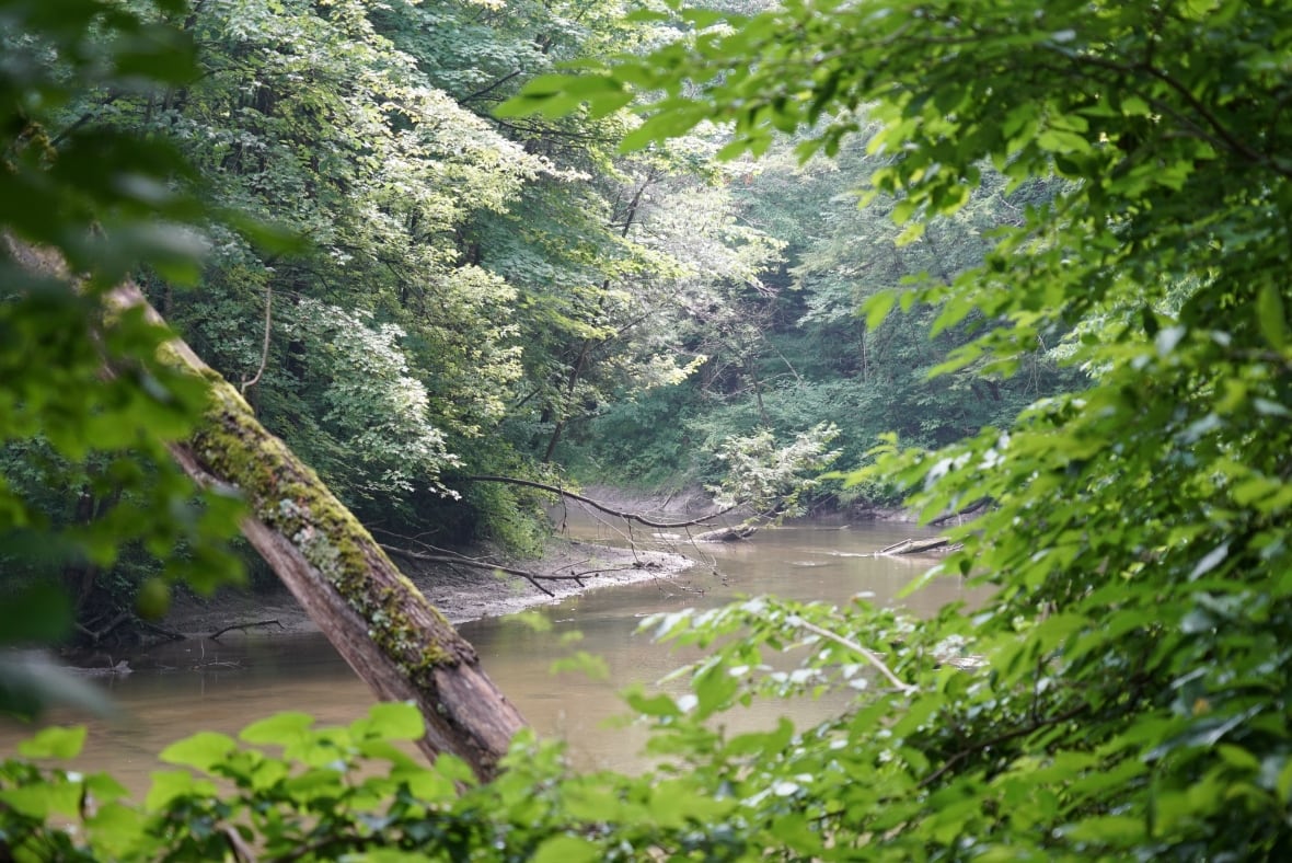 A section of Big Creek near Forestry Farm Road, photographed on July 31, 2025.