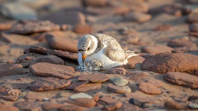 A small bird with brown speckled feathers on a rocky sand surface, attending to a chick.