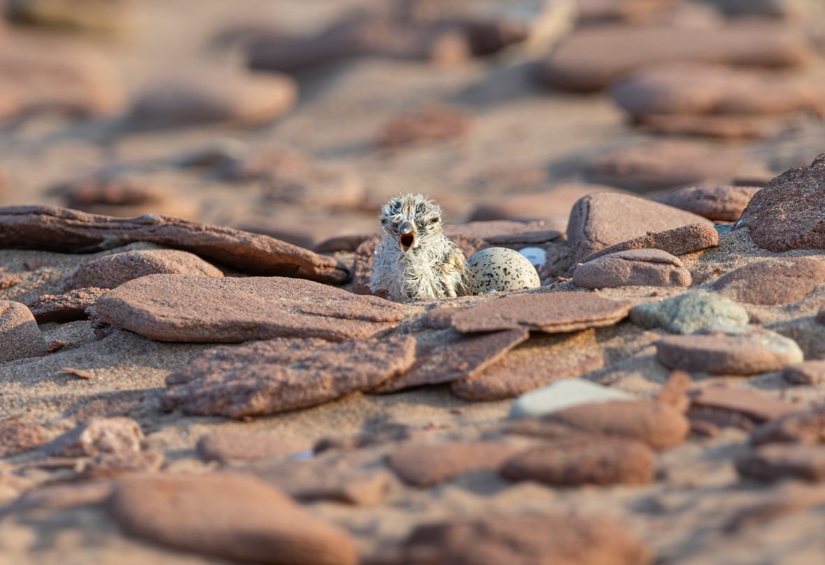 A bird chick with speckled downy feathers sits among reddish-brown rocks beside a speckled egg