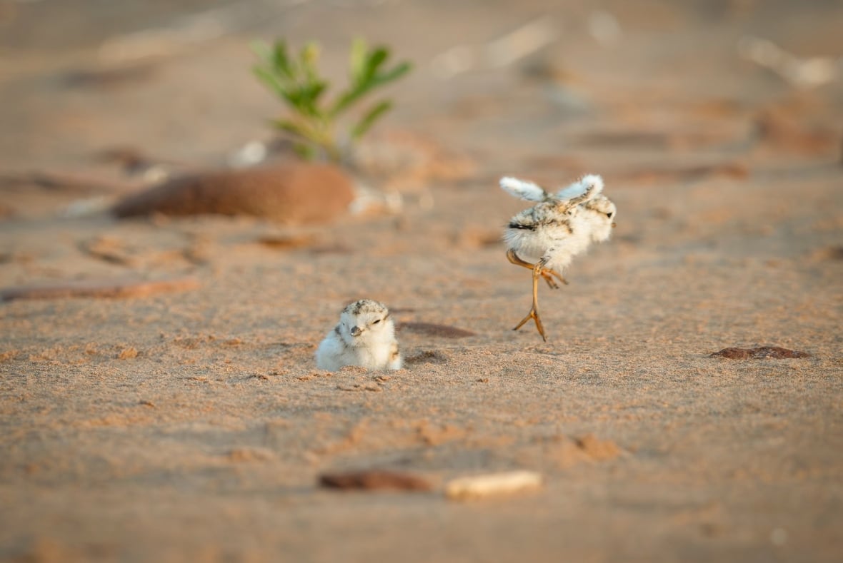 Two bird chicks on sandy ground; one is jumping and the other sits calmly