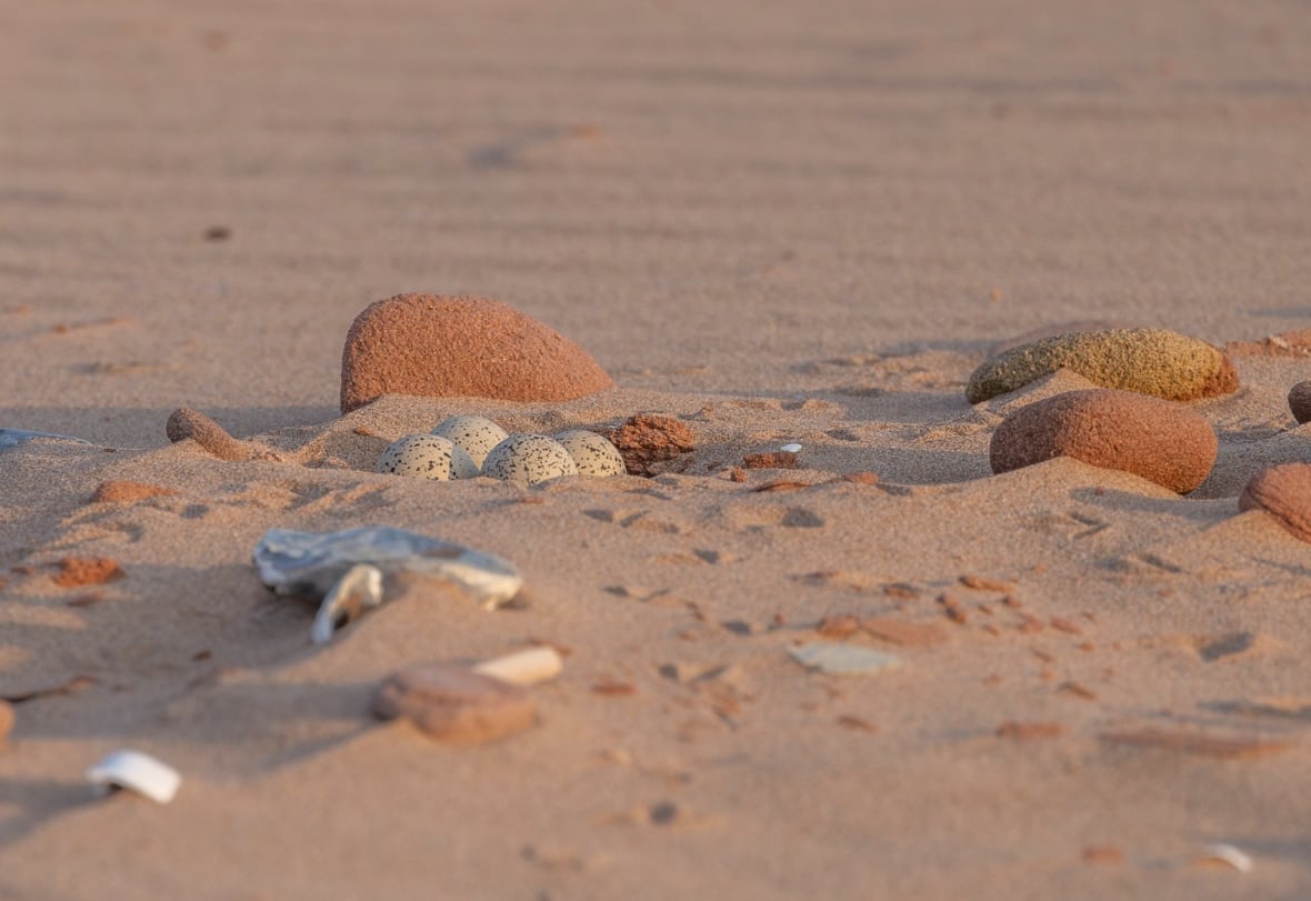 Speckled eggs on a sandy beach surrounded by stones