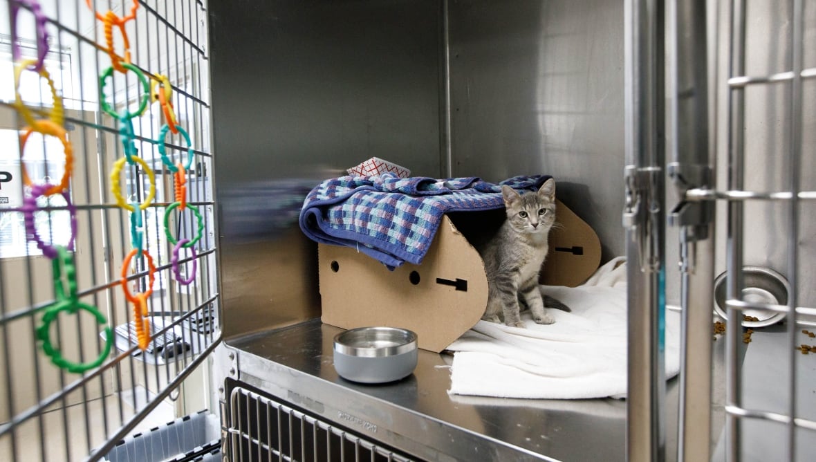 A small grey cat is sitting in a cardboard box that is turned on its side in a metal storage slot on the wall with the cage door open.