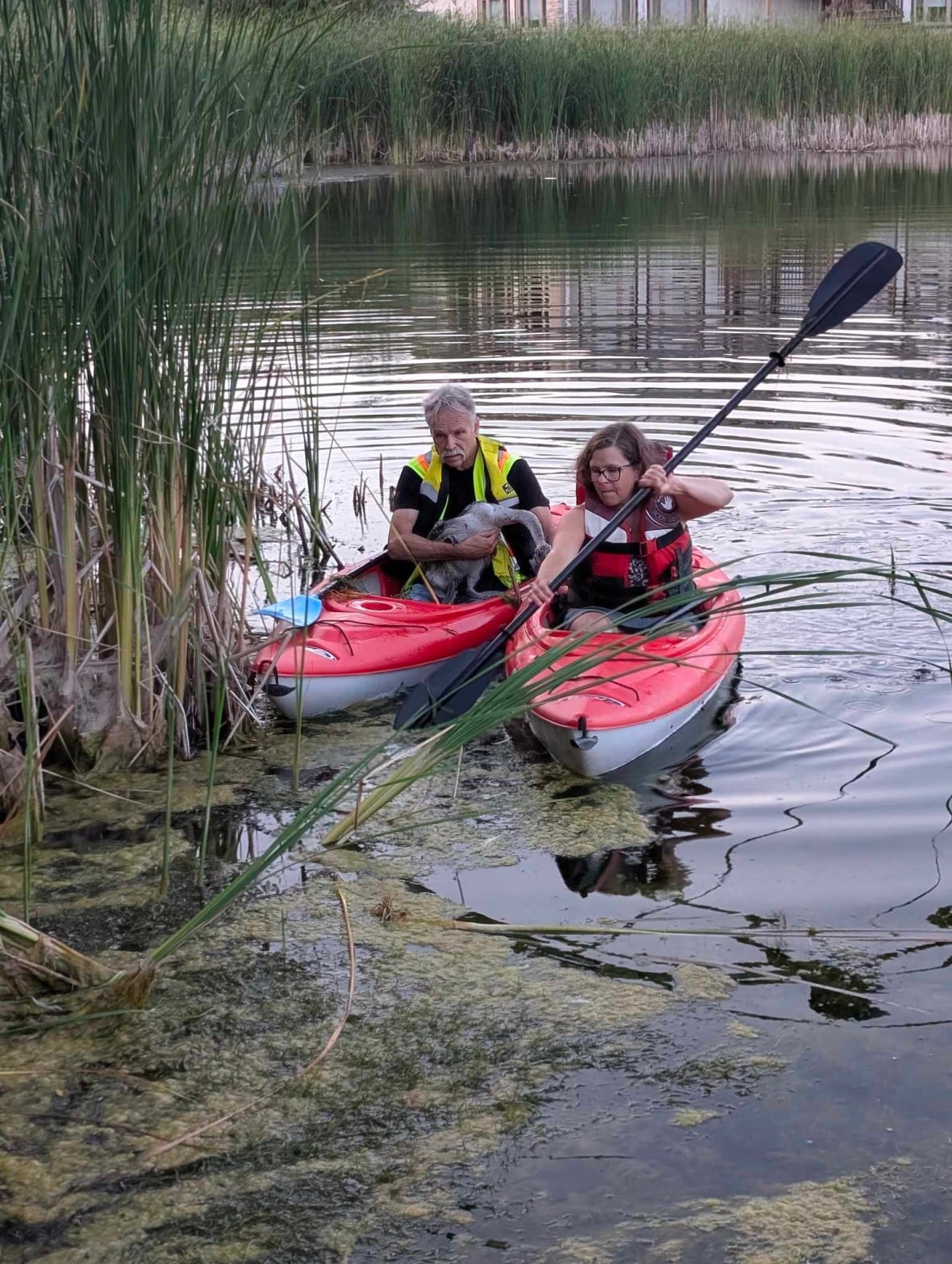 Louisa Lamberink-van Wijk and Peter Duncanson of the Halton Hills Turtle Guardians responded to information of three trumpeter swan cygnets needing rescue in the area. The cygnets were found tangled in a discarded fishing line.