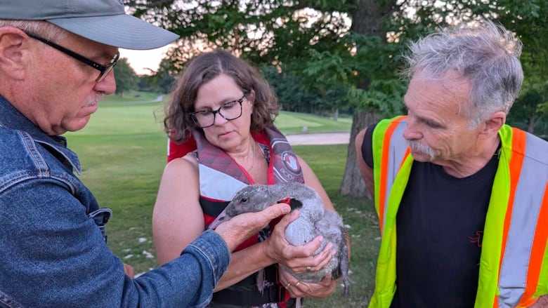 From the left, Peter Duncanson, Louisa Lamberink-van Wijk, and Mark Engstrom. Lamberink-van Wijk holds the only living cygnet of the three that she rescued with Peter Duncanson on Tuesday. This cygnet also passed away later that same evening.