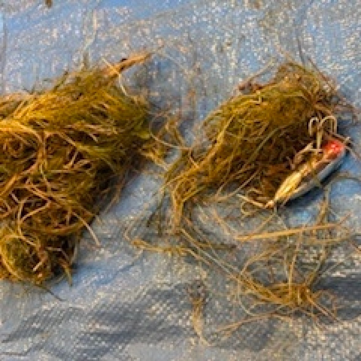 A photo of the fishing line that entangled the trumpeter swan cygnets. Laurel Ironside of Trumpeter Swan Conservation Ontario says fishing line entanglement is one of the most common reasons they do swan rescues.