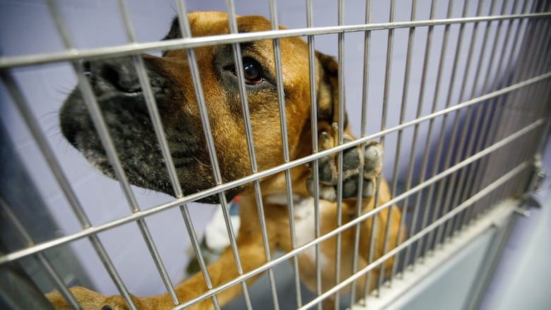 A brown dog standing his hind legs is seen through the bars of a cage door, which he is leaning his front paws on.