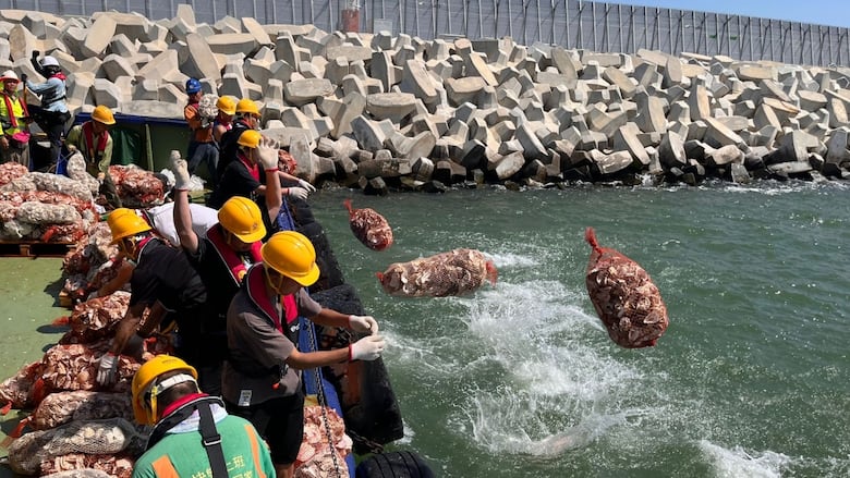 People on a boat throw mesh bads full of oysters into the water near a rock wall. 