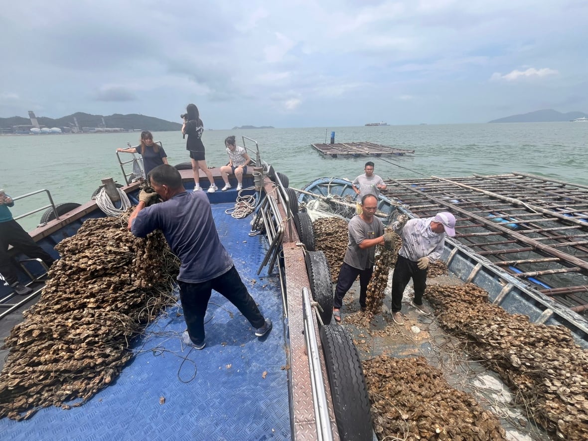 People stand on a boat amid piles of oysters in mesh bags.