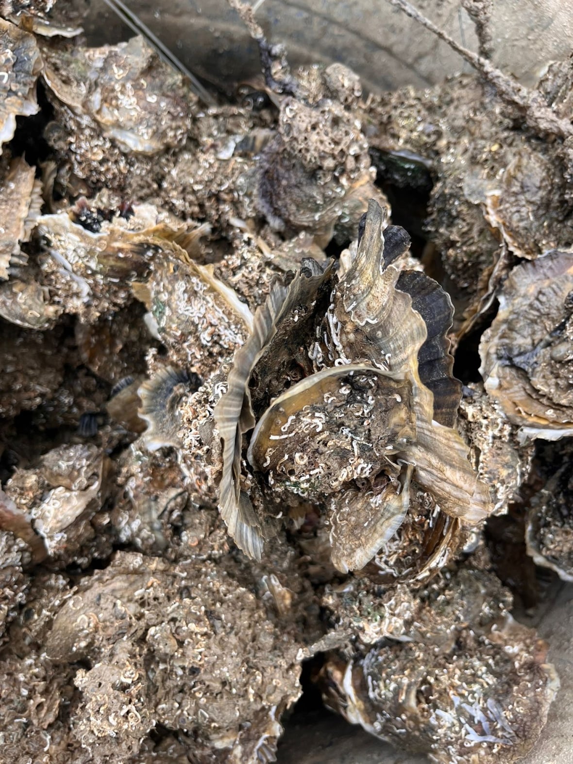 A bunch of oysters