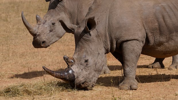 Savingskeeper preserves give raciacocros horns to keep them with hunters