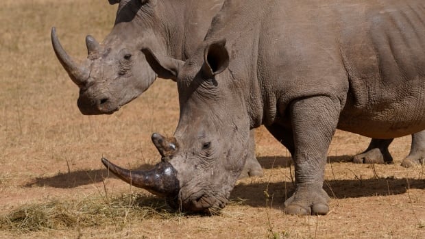 A rhino, front, recovers from a tranquiiizer, after a hole was drilled into its horn and isotopes carefully inserted, at a rhino orphanage in the country's northern province of Limpopo, Tuesday, June 25, 2024. Researchers have started the final phase of a research project aimed at reducing rhino poaching by inserting radioisotopes into rhino horns to devalue one of the most highly trafficked wildlife commodities. (AP Photo/Denis Farrell) Two rhinos graze side by side