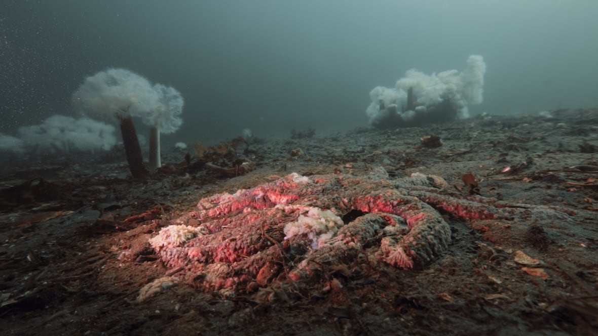 After a decade of death Canadian scientists say they #39 ve found the sea