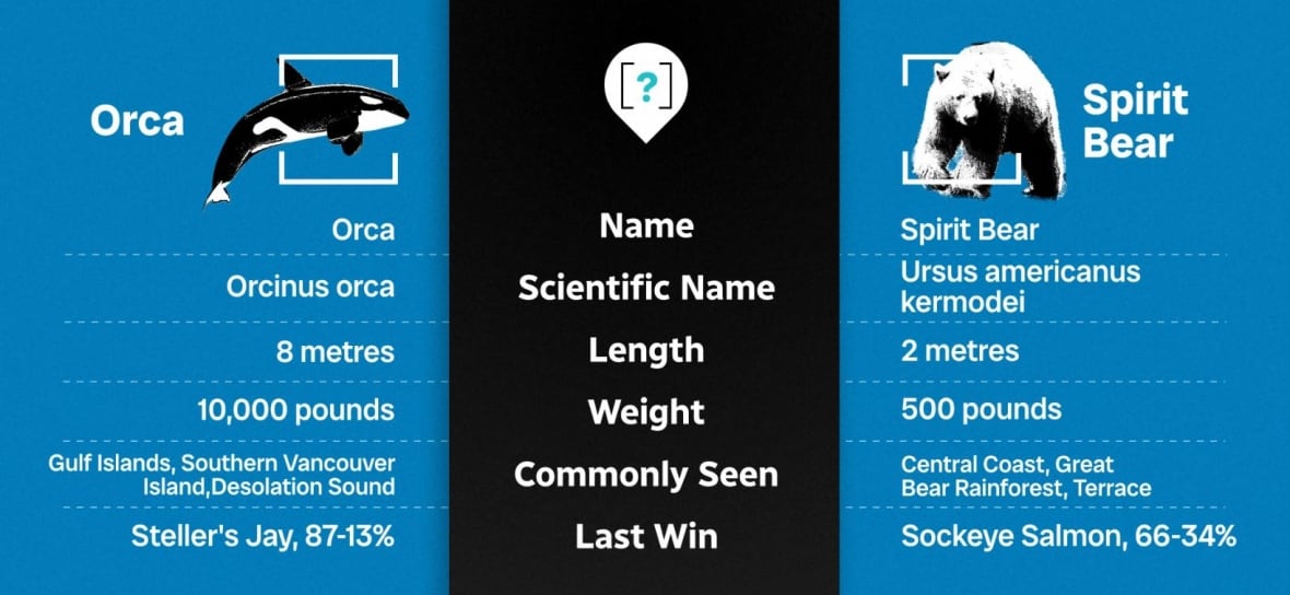 The tale of the tape between the orca and spirit bear.
