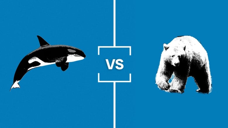 It's Spirit Bear vs. Orca in the first of four quarterfinal matchups in the Search for B.C.'s Best Symbol.