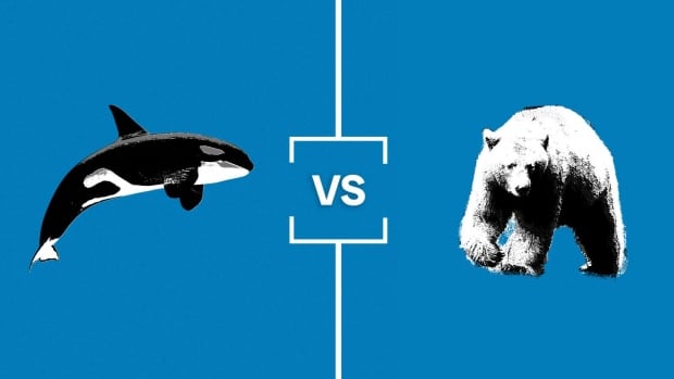 It's Spirit Bear vs. Orca in the first of four quarterfinal matchups in the Search for B.C.'s Best Symbol.