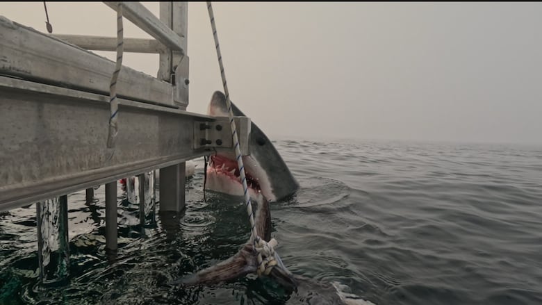 In the image, taken on Wednesday from a cage atop a boat operated by Atlantic Shark Expeditions near Sambro, N.S., the male shark can be seen rising out of the water, staring almost directly at the camera, with his mouth agape and his teeth showing.