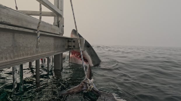 In the image, taken on Wednesday from a cage atop a boat operated by Atlantic Shark Expeditions near Sambro, N.S., the male shark can be seen rising out of the water, staring almost directly at the camera, with his mouth agape and his teeth showing.  