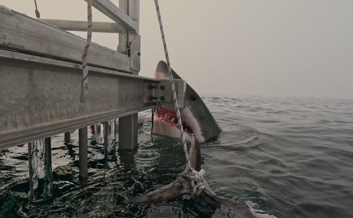 In the image, it was taken from a cage on Wednesday, which was over a boat operated by the Atlantic shark operations near the Sambro, NS, the male shark can be seen coming out of the water, almost staring at the camera, staring at the camera, with his mouth and its teeth.