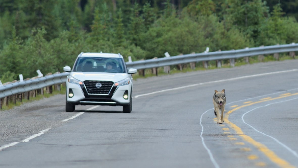 A wolf beside a car.