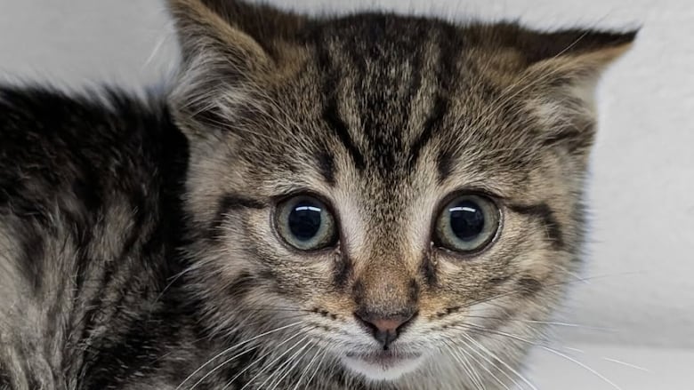 The Winnipeg Humane Society is trying to find homes for hundreds of kittens and cats brought in during July.