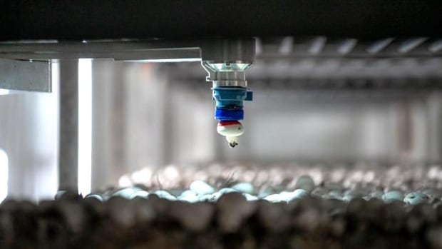 Button mushroom on a commercial farm being harvested by AI-run robots using a suction cup.