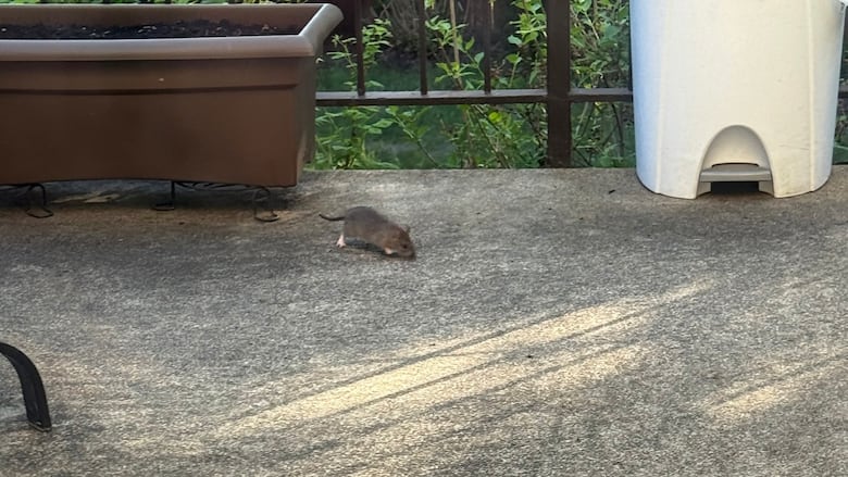 A rat on a porch