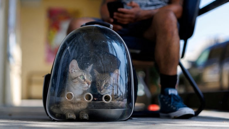 Two small cats are visible in a bubble backpack that is set on the ground. A person sits in a chair behind the backpack, only their legs and lap visible. 