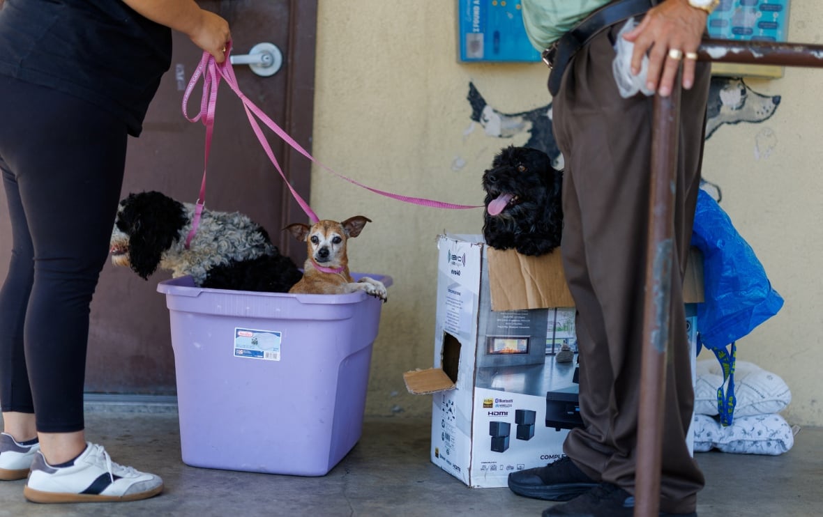 Two dogs sit in a purple plastic bin while a third dog sits in a cardboard box. Shiny pink leashes are connected to the dogs and are held in the hand of a person standing to the left of the image. Another person stands on the right side of the image. Only their legs are visible. 