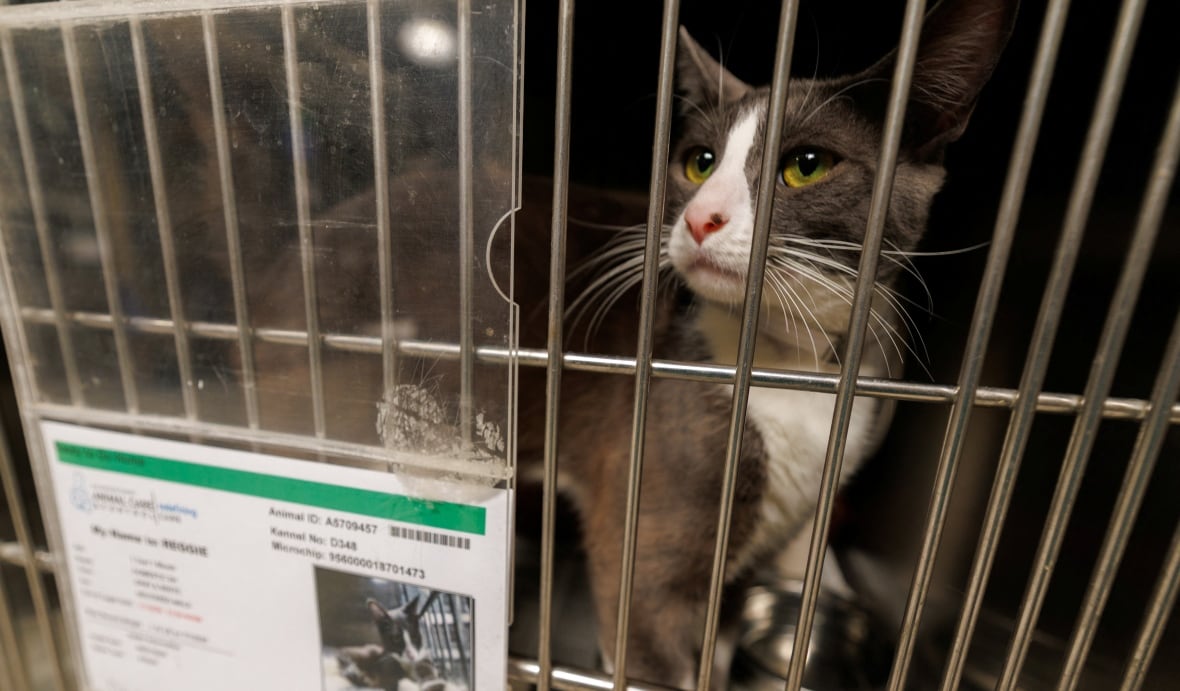 A cat is shown in a cage, with a label on the front. 