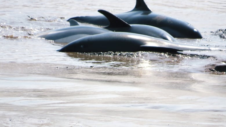 Dolphin 