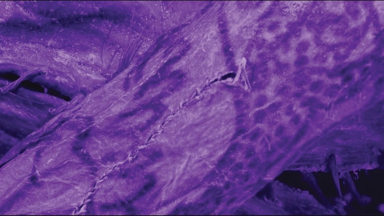 Purple image shows tattoo markings on the cut and sewn flesh of a mummy's arm.